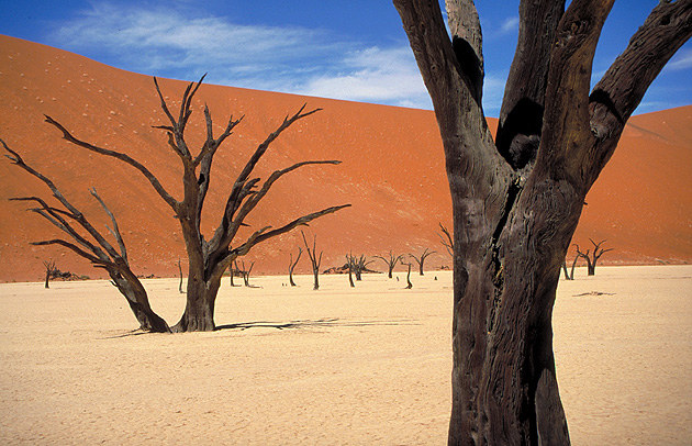 Dead Vlei 3