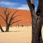 Dead Vlei 3