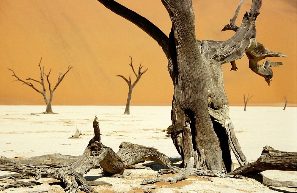 Dead Vlei 3