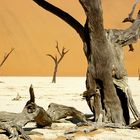 Dead Vlei 3