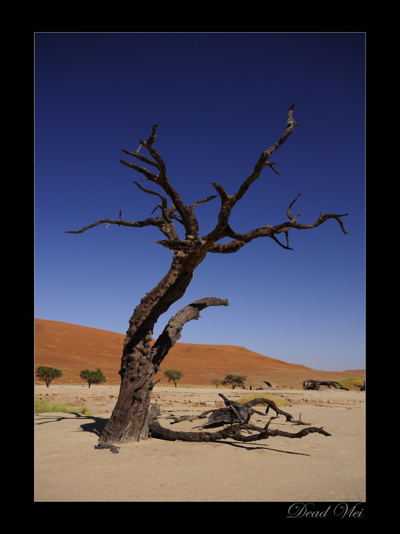 Dead Vlei 3