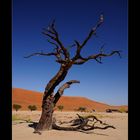 Dead Vlei 3