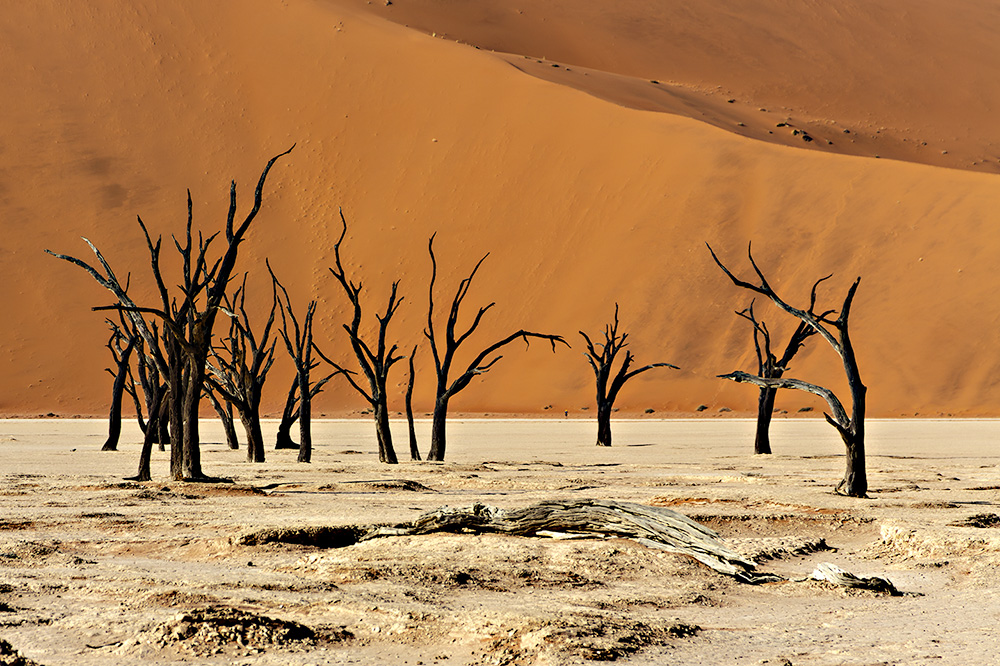 Dead Vlei 3