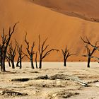 Dead Vlei 3