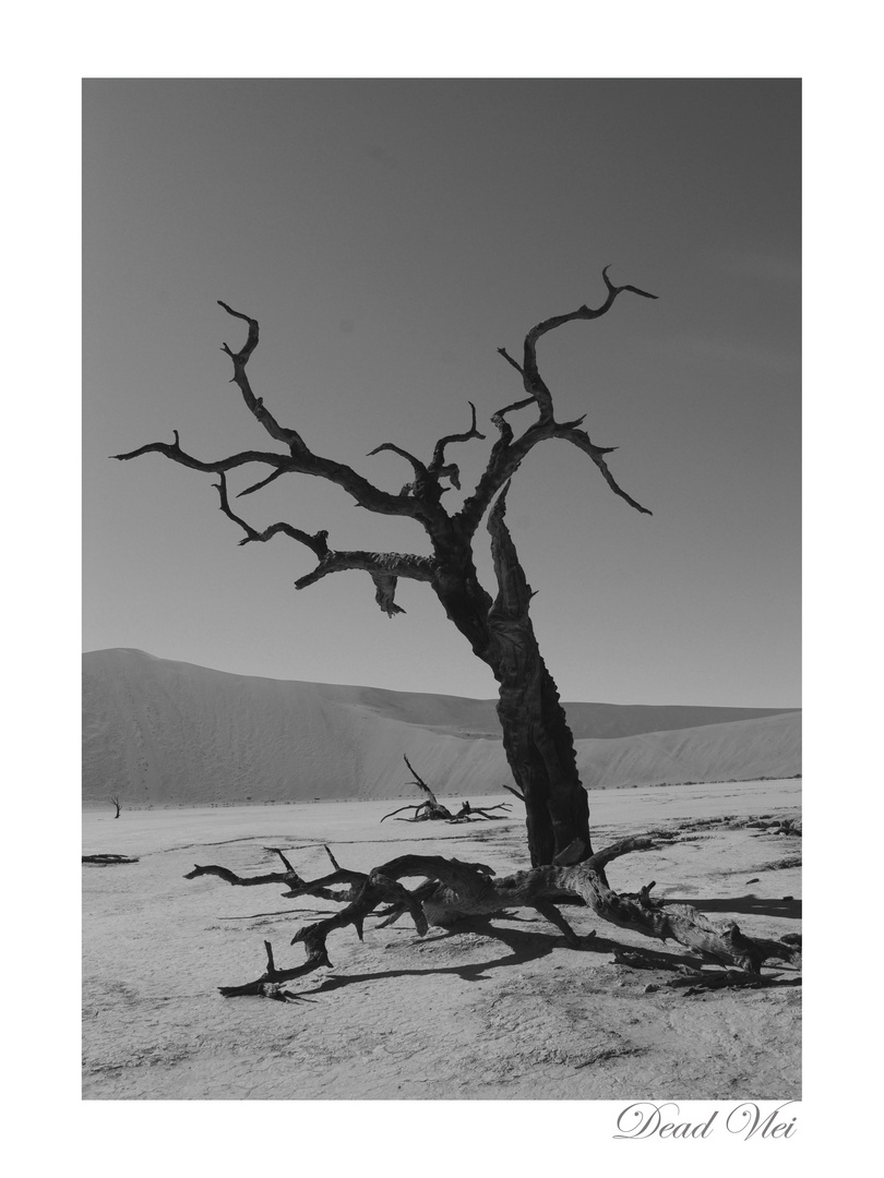 Dead Vlei 4