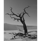 Dead Vlei 4