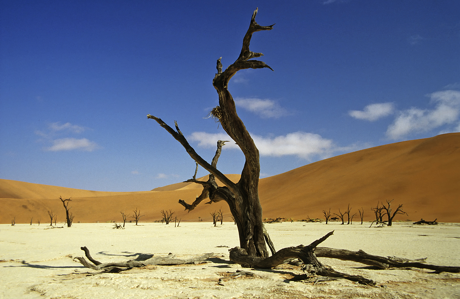 Dead Vlei 4