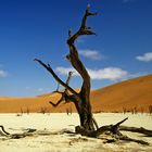 Dead Vlei 4