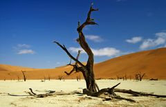 Dead Vlei 4