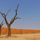 Dead Vlei