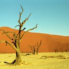 dead vlei