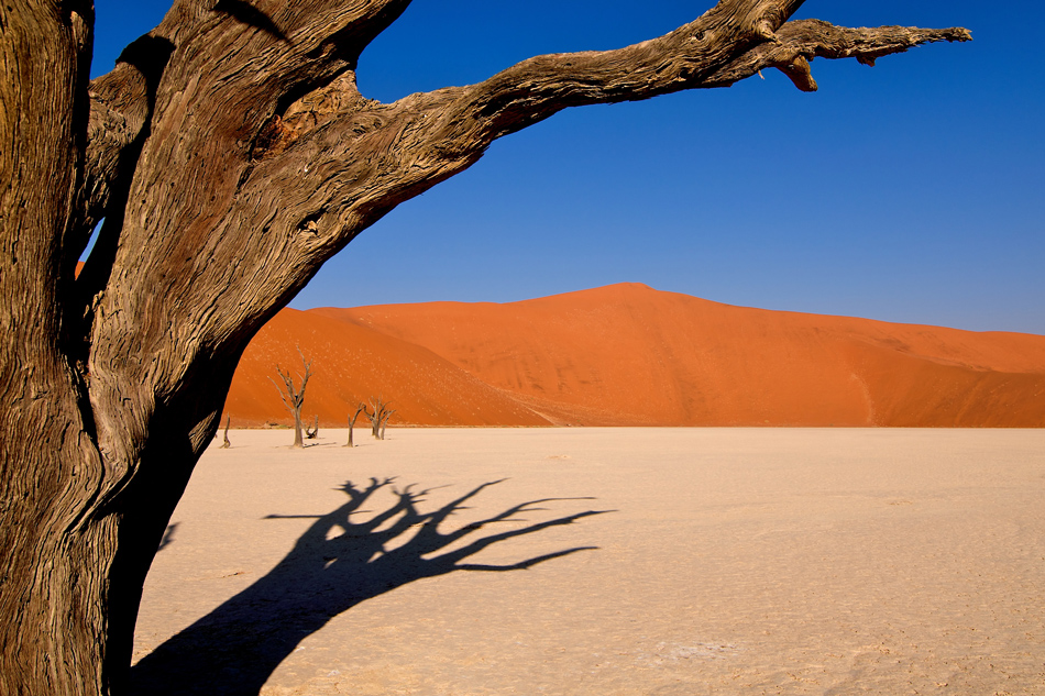 Dead Vlei