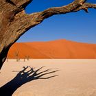 Dead Vlei