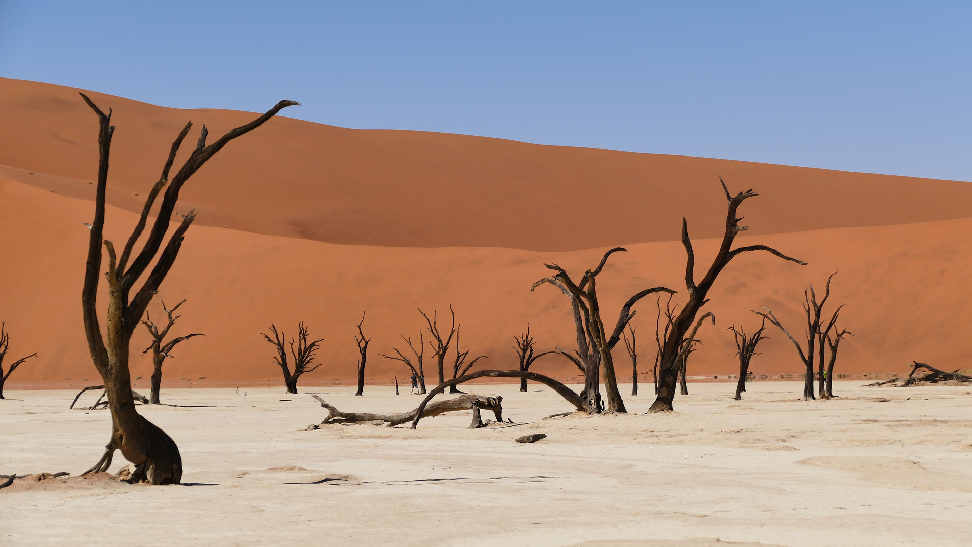 Dead Vlei