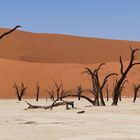 Dead Vlei