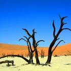 dead vlei