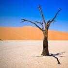 Dead Vlei