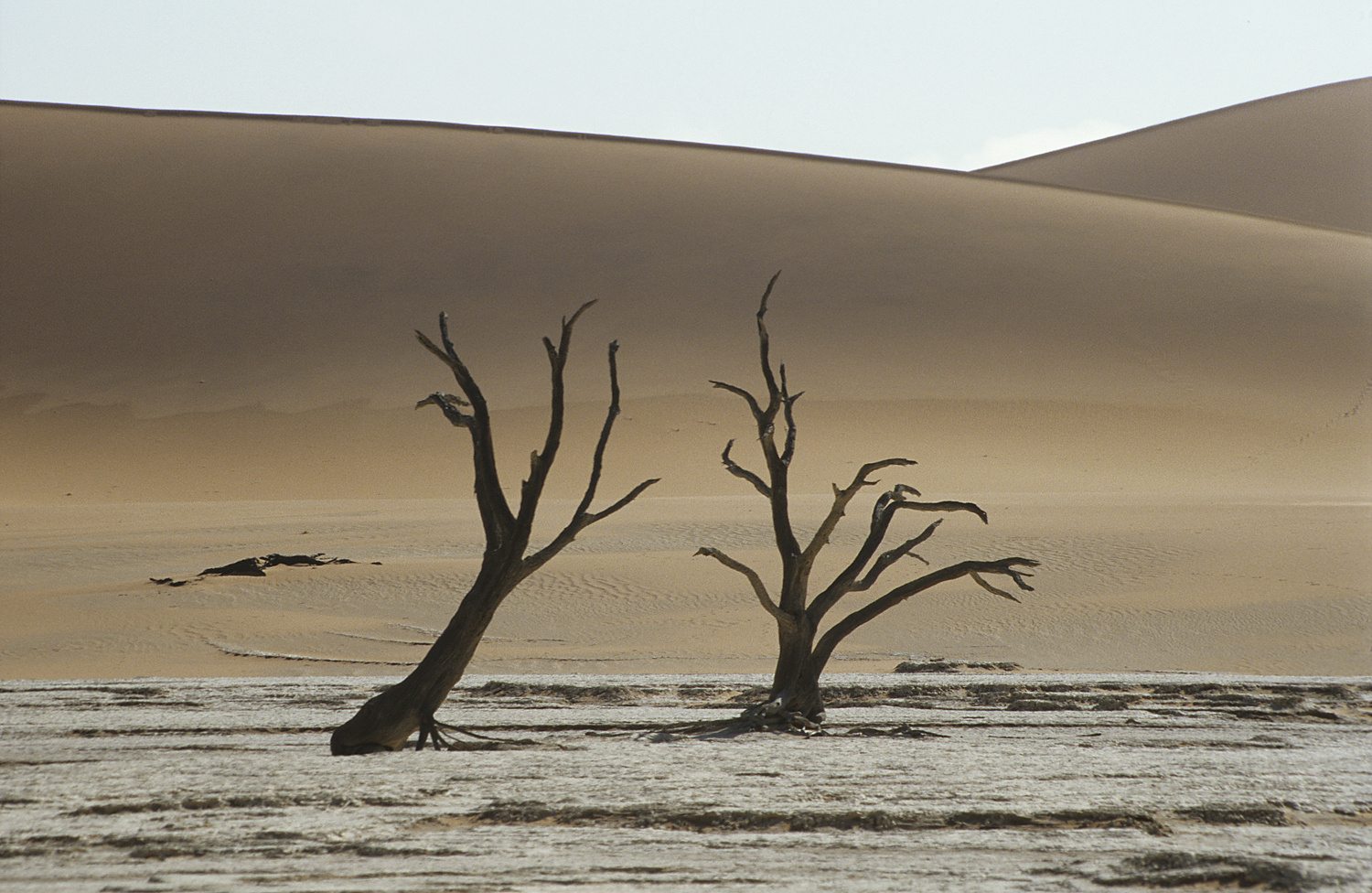 Dead Vlei 5