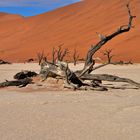 Dead Vlei 5