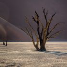 Dead Vlei