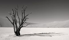 Dead Vlei