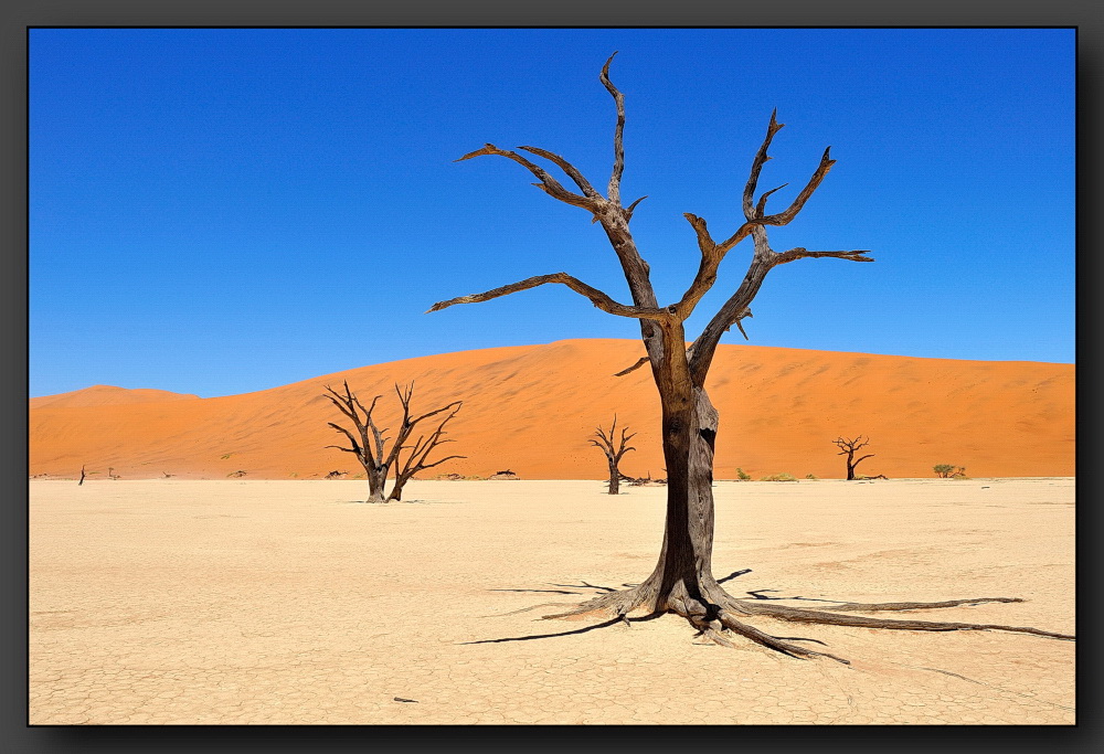 Dead Vlei 6