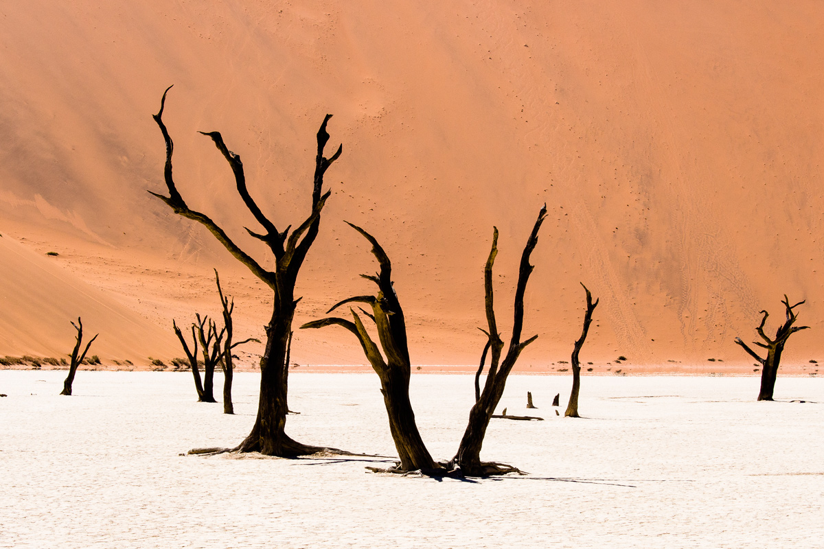 Dead vlei