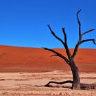 Dead Vlei