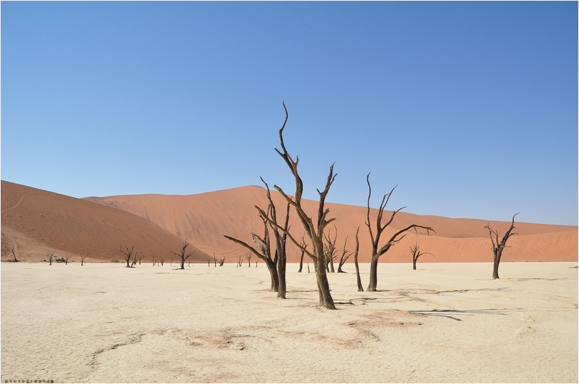 Dead vlei ..