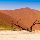 Dead Vlei