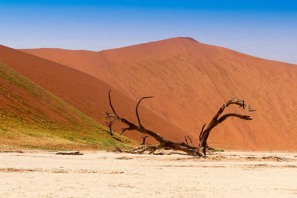 Dead Vlei