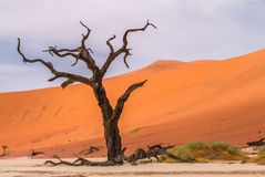 Dead Vlei