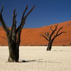 Dead Vlei