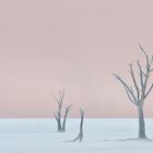 ~ Dead Vlei ~