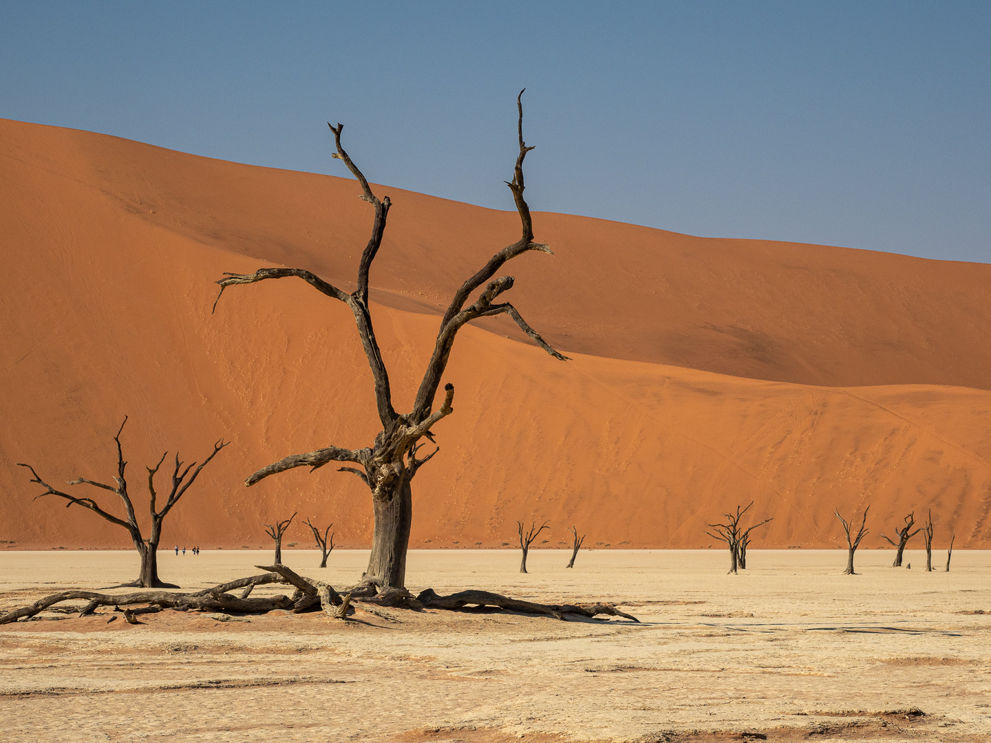 Dead Vlei