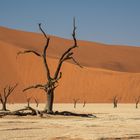 Dead Vlei