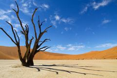 Dead Vlei