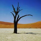 Dead Vlei