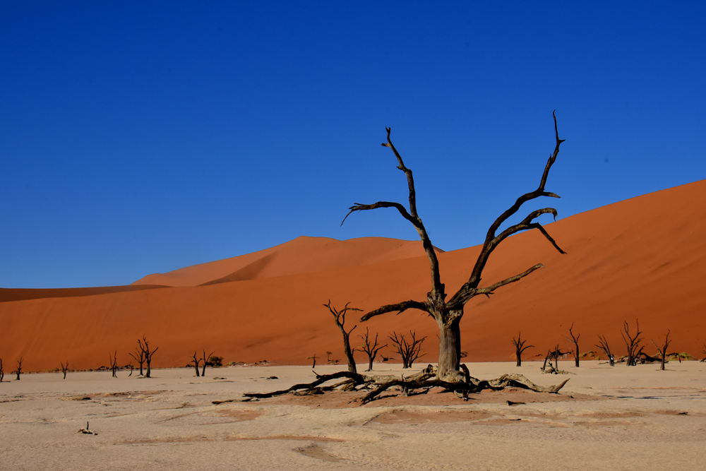 Dead Vlei