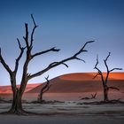 DEAD VLEI