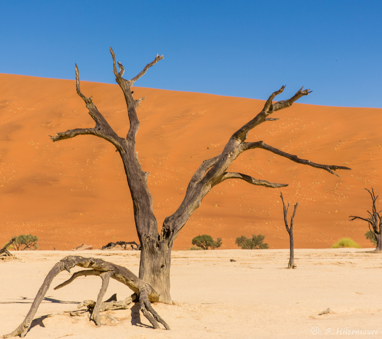 Dead Vlei