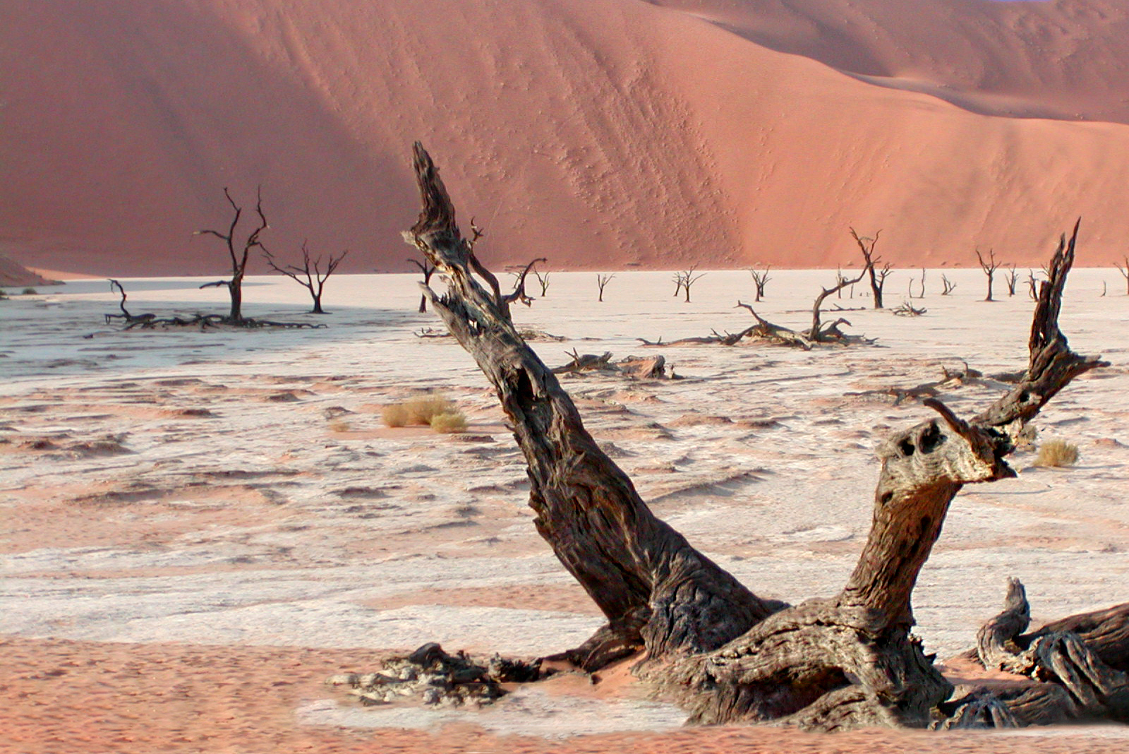 Dead Vlei