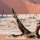 Dead Vlei