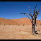 Dead Vlei