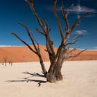 Dead Vlei