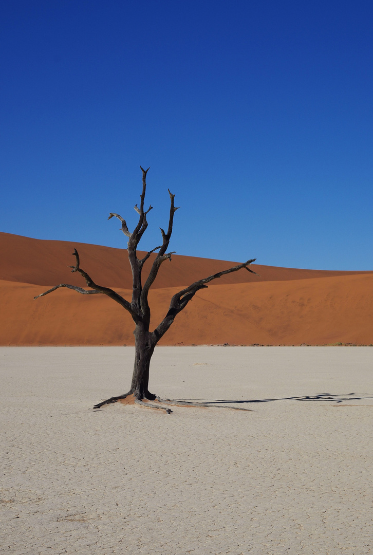 Dead vlei