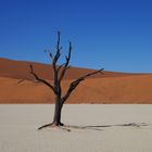 Dead vlei