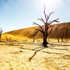 Dead Vlei