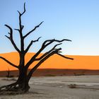 Dead Vlei