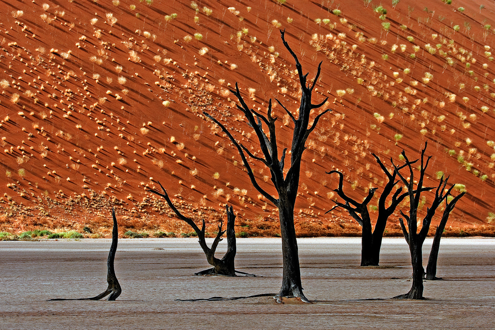 Dead Vlei